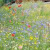 Nicht nur für das Auge eine Freude: eine Blumenwiese statt einer montonen Rasenfläche.