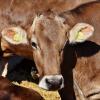 Die Coronakrise hat unter anderem auch Auswirkungen auf die Schlachtpreise von Rindern, da die Gastronomie aufgrund der langen Schließungen kaum Fleisch abgenommen hat.