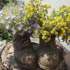 Alles blüht im Juni, selbst Blumen in alten Stiefeln können bewundert werden.