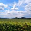 Harz-Landschaft. Harz-Landschaft.