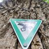 Einmal als Naturdenkmal ausgewiesen, darf der Baum laut Naturschutzgesetz weder beseitigt noch verändert werden. Ordnungswidrigkeiten gehen mit Geldbußen von bis zu 50000 Euro einher. Einmal als Naturdenkmal ausgewiesen, darf der Baum laut Naturschutzgesetz weder beseitigt noch verändert werden. Ordnungswidrigkeiten gehen mit Geldbußen von bis zu 50000 Euro einher.