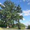 Eine prachtvolle Eiche gibt es am Ortsrand von Reundorf zu bewundern, die per Verordnung des Landratsamts Lichtenfels seit 2018 als Naturdenkmal gilt.