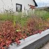 Das hier ist nicht etwa ein Vorgarten, sondern das bepflanzte Dach eines Carports, auf dem sich stets zahlreiche Insekten tummeln. Das hier ist nicht etwa ein Vorgarten, sondern das bepflanzte Dach eines Carports, auf dem sich stets zahlreiche Insekten tummeln.