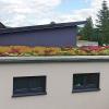 Statt grauer Kies gibt eine farbenfrohe Pflanzenpracht den Ton auf dem Dach des Einfamilienhauses der Familie Bornschlegel in Trieb an.