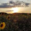 Stimmungsvoll: Sonnenblumen bei Sonnenuntergang. Stimmungsvoll: Sonnenblumen bei Sonnenuntergang.