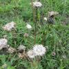 Hier wächst auch die Silberdistel - Blume des Jahres 1997. Hier wächst auch die Silberdistel - Blume des Jahres 1997.