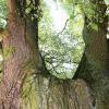 Der geteilte Baum. Der geteilte Baum.