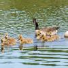 Der Rudufersee ist ein Paradies für Gänse und Entenvögel. Hier treffen Kanadagänse, Nilgänse, Blässhühner und Haubentaucher mit ihren Küken aufeinander. Trotz der nasskalten Witterung der vergangenen Wochen entwickelten sich die Jungtiere prächtig. Die Anzahl der Küken ist von Paar zu Paar sehr unterschiedlich. Bei den Kanadagänsen wurden von einem bis zu acht Küken pro Familie gesichtet. Mit wachem Auge halten die Altvögel nach Feinden Ausschau. Bleibt zu hoffen, dass alle Jungtiere überleben.TEXT/FOTO:Birgit kirster