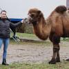 Besuch bei den Kamelen: Vorbeikommenden Passanten zeigen Alfredo Solero (Mitte) und seine Frau Corinna Renz-Solero (re.) gerne den Zirkus.