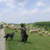 Der Schafhirte ist mit Herde und Hütehund oft auf dem Weideland anzutreffen, das sich am Weg zum Görauer Anger erstreckt. Der Schafhirte ist mit Herde und Hütehund oft auf dem Weideland anzutreffen, das sich am Weg zum Görauer Anger erstreckt.