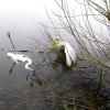 Ein schreckliches Bild: Ein toter Reiher treibt leblos  im Wasser, während der ebenfalls in der Angelschnur verhedderte zweite Vogel panisch mit dem Schnabel klappert. Ohne menschliche Hilfe würde ihm das gleiche Schicksal  drohen wie seinem Artgenossen.