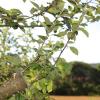 Verschiedene Sorten auf einem Baum erhält man beim Pfropfen. Dadurch wird auch die Bestäubung verbessert.