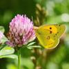 Der Postillon, auch Postillion, Großes Posthörnchen, Gelbes Posthörnchen, Wandergelbling oder Orangeroter Kleefalter (Colias croceus) ist ein Wanderfalter aus der Familie der Weißlinge. Für die Falter stellen Luzerne und Klee- und Wickenarten wie sie am Schleichersgraben zwischen Beikheim und Schneckenlohe vorkommen, Nahrung dar. Der Falter hat eine Flügelspannweite von 40 bis 50 Millimeter und fliegt von April an bis in den späten Herbst in mehreren Generationen. Oft wird er mit der Goldenen Acht oder dem Hufeisenklee-Gelbling verwechselt. Seine Färbung, die mehr ins rötlich-orange geht, ist eines der Merkmale im Vergleich zu diesen Faltern.TEXT/
