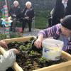 Erdbeeren pflanzen die Senioren im Frühjahr im Garten der Erinnerung des AWO-Sozialzentrums Redwitz.