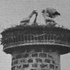 Drei prächtige Jungstörche gedeihen auf dem Michelauer Sägewerk-Schlot. Repro: marr