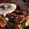 Pilze sammeln am Obermain: Dieser Pilz leuchtet aus dem Wald bei Vierzehnheiligen heraus.
