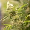 Das Bundesgesundheitsministerium will unter anderem mit Cannabis-Legalisierung den Schwarzmarkt eindämmen.