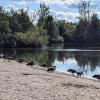Da stehen sie in Reih und Glied: Die Kanadagänse sind am Rudufersee zu einer Plage geworden. Da stehen sie in Reih und Glied: Die Kanadagänse sind am Rudufersee zu einer Plage geworden.
