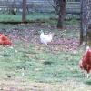 Landleben ohne Vogelgrippe: Wie hier in Stublang ist das Hühnervolk täglich im Freien, pickt, scharrt, guckt. Landleben ohne Vogelgrippe: Wie hier in Stublang ist das Hühnervolk täglich im Freien, pickt, scharrt, guckt.