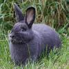 Sowohl Rassegeflügel in unterschiedlichen Rassen und Farbenschlägen, wie dieser Blaue Wiener, als auch Kaninchen werden bei der der Jura-Schau in Weismain zu sehen sein.