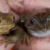 Erdkröte (li.) und Grasfrosch.