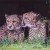 Zu Ehren des Fotografen Georg Schediwy hat die Fotogruppe Bad Staffelstein eine virtuelle Ausstellung organisiert. 22 Werke können auf folgender Internetseite angesehen werden: www.fotogruppe-bad-ste.de Die Ausstellung ist bis zum 1. Mai online. Die Bilder können auch käuflich erworben werden. Ein Teil des Erlöses geht an soziale Zwecke.  „Georg Schediwy blieb trotz seiner Erfolge stets ein bescheidener Mensch, der sein Wissen gerne mit anderen teilte“, schreibt die Fotogruppe. Landschaften, Architektur, Sport und Tiere waren seine Leidenschaft. Stundenlang konnte er ausharren, bis sein tierisches Model die perfekte Pose einnahm. Stets wurde er durch seine Frau Edeltraut begleitet. Das Duo mit dem Trolley voller Foto-Ausrüstung war legendär und auch weit über die Grenzen des Landkreises bekannt. Der Deutsche Verband für Fotografie (DVF) kürte Georg Schediwy mehrfach zum besten deutschen Fotografen mit internationaler Teilnahme. Er war oberfränkischer, bayerischer und deutscher Meister und Mitglied der „Österreichischen Gesellschaft für Photographie“, der satzungsgemäß maximal 65 Fotografen angehören dürfen. Die „Photographic Society of America“ (PSA) verlieh ihm den Titel Master. Dazu sind laut Fotogruppe 3200 internationale Auszeichnungen Voraussetzung. Der pensionierte Eisenbahner Schediwy verstarb im November 2020. Er hat ein Bildarchiv mit über 35.000 Aufnahmen.