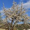 Kirschen blühen oft im April. Hier ein Kirschbaum aus einem Garten zwischen Unter- und Oberwallenstadt, aufgenommen in vergangenen Jahren.
