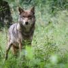 Bei einer unverhofften Begegnung mit einem Wolf sollte man sich zunächst ruhig verhalten. Christian Charisius, dpa
