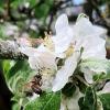 Bienenbesuch bei Apfelblüten in einem Garten in der Schney. Müssen die Blüten noch mit Spätfrost rechnen?