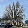 Geht es nach der Stadtbildrprägend ist dieser Baum im Bereich der „Wallachei“. Geht es nach der Stadtbildrprägend ist dieser Baum im Bereich der „Wallachei“.