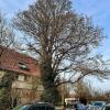 Ein Prachexemplar von einem Baum in der Kronacher Straße in Höhe des Forstamts. Ein Prachexemplar von einem Baum in der Kronacher Straße in Höhe des Forstamts.