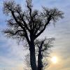 Eine Baumschönheit am Ortsrand von Lahm. Eine Baumschönheit am Ortsrand von Lahm.