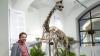 Stolz präsentiert Oliver Wings, Direktor des Naturkundemuseums, den hochwertigen Skelettabguss eines Dinos im neuen Sauriersaal.