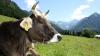 Der heimischen Landwirtschaft machen Entscheidungen der EU immer wieder zu schaffen. 