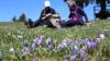 Krokusse bieten mit einer Blütezeit von Februar bis Mitte April im Allgäu ein kurzes aber schönes Spektakel.