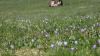 Krokusse bieten mit einer Blütezeit von Februar bis Mitte April im Allgäu ein kurzes aber schönes Spektakel.