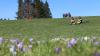 Krokusse bieten mit einer Blütezeit von Februar bis Mitte April im Allgäu ein kurzes aber schönes Spektakel.
