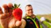 Die ersten Erdbeeren der Saison werden geerntet - so wie bei Obstbaumeister Dominic Ell in Oberkirch im badischen Ortenaukreis.