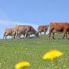 Ein Großteil der entlaufenen Rinder (Symbolfoto) ist in der Rhön wieder eingefangen. Die Landwirtsfamilie bittet weiterhin um Hilfe aus der Bevölkerung.