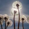 Pusteblumen