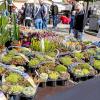 Die Pflanzen- und Gartenbörse in Rügheim zieht jedes Jahr Tausende  Besucher an. Am Sonntag, den 4. Mai 2025 informierten sich wieder zahlreiche Pflanzenfreunde über Blumen, Pflanzen und neue Trends.