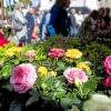Die Pflanzen- und Gartenbörse in Rügheim zieht jedes Jahr Tausende  Besucher an. Am Sonntag, den 4. Mai 2025 informierten sich wieder zahlreiche Pflanzenfreunde über Blumen, Pflanzen und neue Trends.