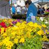 Die Pflanzen- und Gartenbörse in Rügheim zieht jedes Jahr Tausende  Besucher an. Am Sonntag, den 4. Mai 2025 informierten sich wieder zahlreiche Pflanzenfreunde über Blumen, Pflanzen und neue Trends.