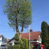 Die Maibaum-Kommission ist mit insgesamt sieben Gruppen in Memmingen und im Unterallgäu unterwegs gewesen. 