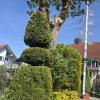 Die Maibaum-Kommission ist mit insgesamt sieben Gruppen in Memmingen und im Unterallgäu unterwegs gewesen. 