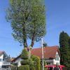 Die Maibaum-Kommission ist mit insgesamt sieben Gruppen in Memmingen und im Unterallgäu unterwegs gewesen. 