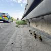 Am Freitag rettete die Polizei mehrere watschelnde Entenküken von der Autobahn 5.