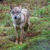 Ein Wolf ist kürzlich durchs Unterallgäu gestreift. Wo er sich jetzt befindet, lässt sich von Experten nur schwer einschätzen.