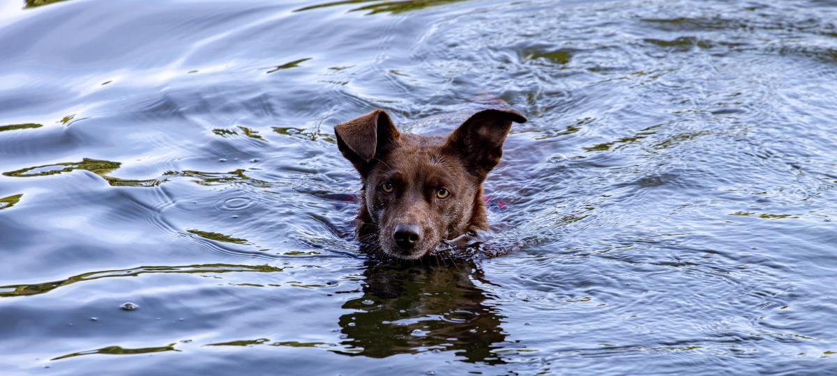 Baden mit dem Hund: Das muss man am Ammersee beachten