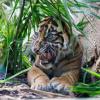 Rasmi, einer der zwei kleinen Sumatra-Tiger reagiert im Zoo Frankfurt, als er erstmals der Öffentlichkeit vorgestellt wird.